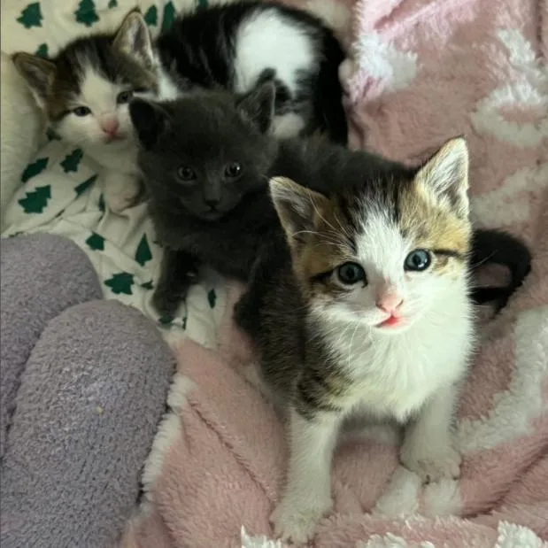 A baby small-sized male Brown / Chocolate Domestic Short Hair cat named Dijon for adoption in Layton, UT