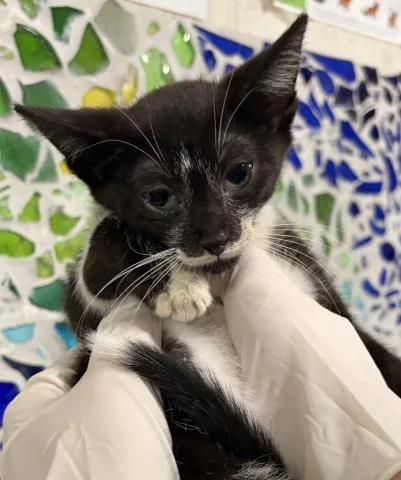 A baby small-sized female Domestic Short Hair cat named Kiwi for adoption in Pensacola, FL