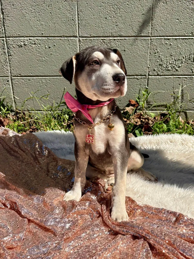 A baby small-sized female Terrier dog named Mira for adoption in Sevierville, TN