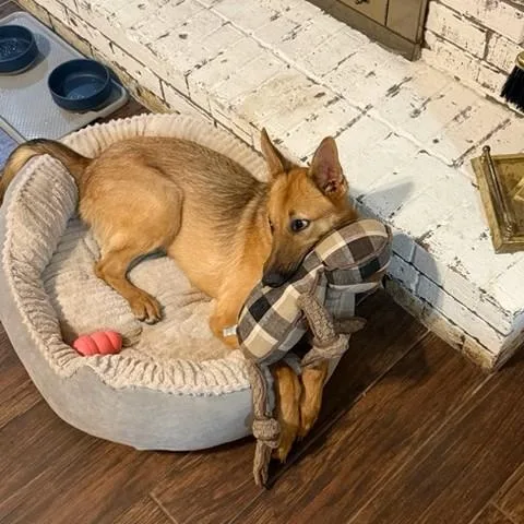 A young medium-sized male Golden Shepherd dog named Hermie for adoption in Unionville, CT