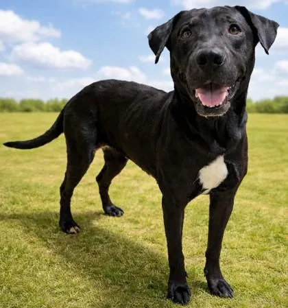 An adult medium-sized female Black Black Labrador Retriever dog named Molly for adoption in Jackson, GA