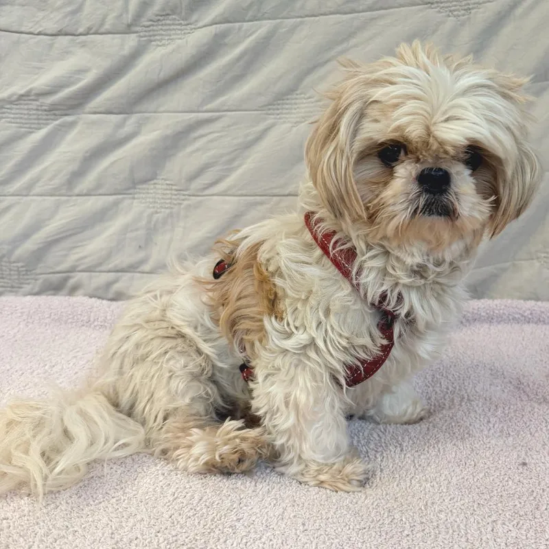 A senior small-sized male Shih Tzu dog named Shortboard for adoption in San Francisco, CA