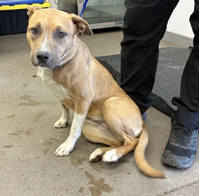 A young large-sized female Pit Bull Terrier dog named Chobani for adoption in Mesa, AZ