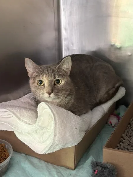 A young medium-sized female Domestic Short Hair cat named Sky High for adoption in Ridgewood, NY