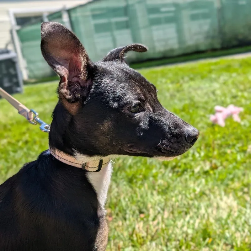 A baby small-sized female Mixed Breed dog named Katia for adoption in Thomaston, ME