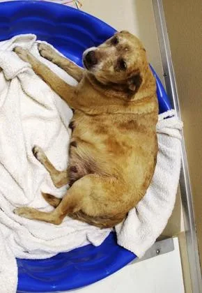 An adult large-sized female Black Mouth Cur dog named Margie for adoption in Picayune, MS
