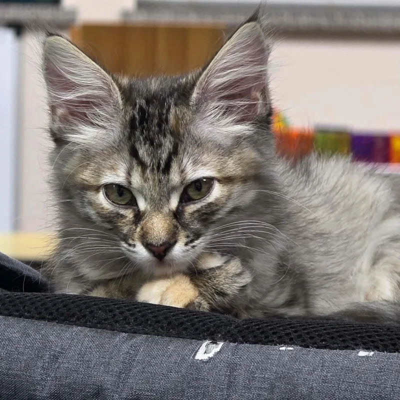 A baby medium-sized female Domestic Medium Hair cat named Moana for adoption in Antioch, CA