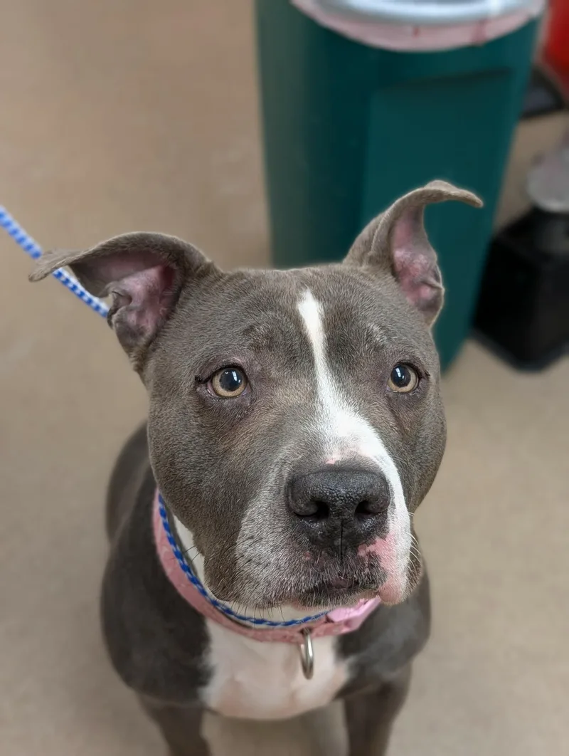 An adult large-sized female Gray / Blue / Silver Terrier dog named Summer Breeze for adoption in Chambersburg, PA