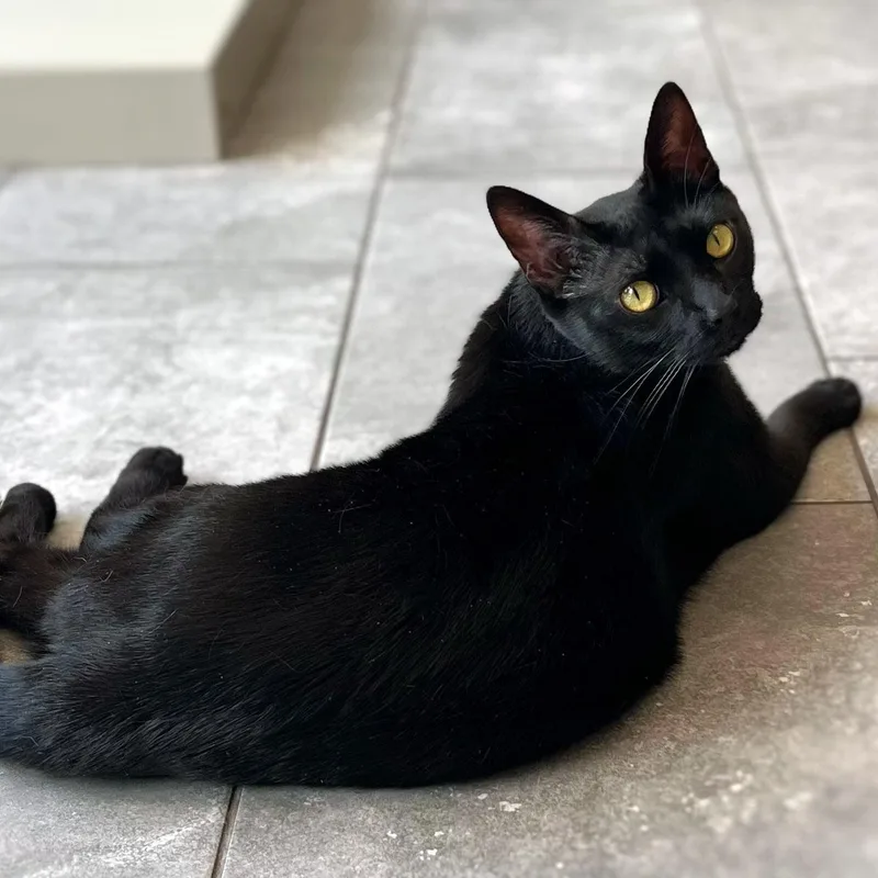 An adult medium-sized male Black Domestic Short Hair cat named Moe for adoption in Chicago, IL