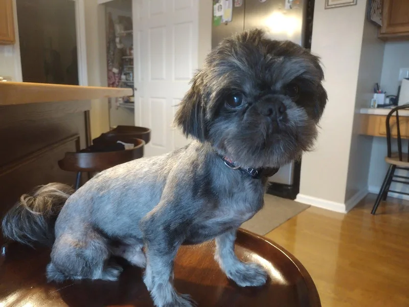 An adult small-sized male Shih Tzu dog named Oakland for adoption in Fenton, MO