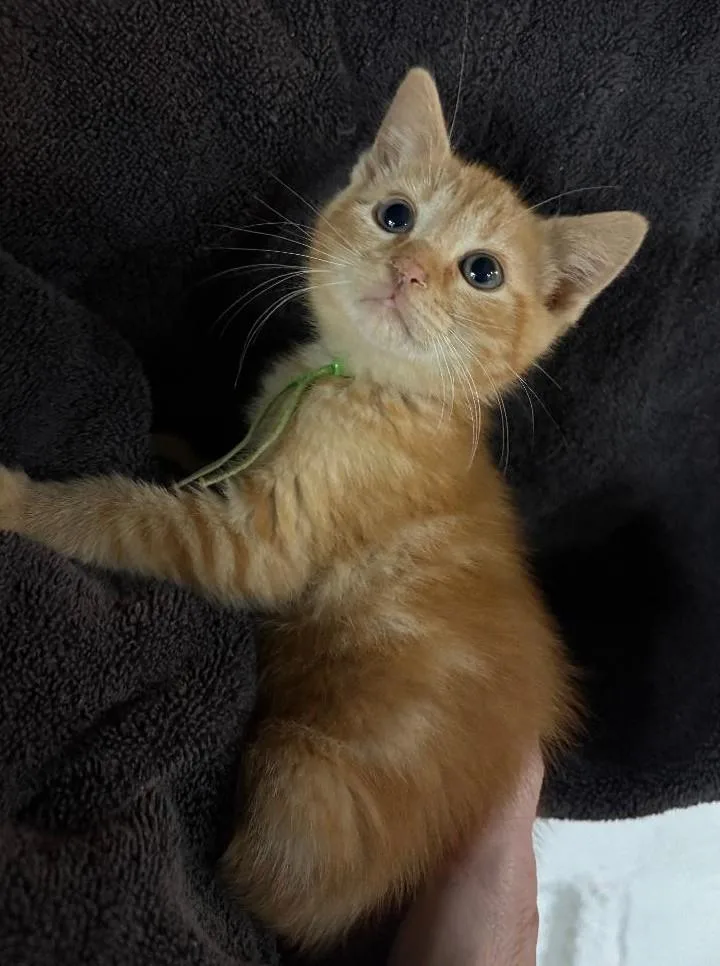 A baby medium-sized male Orange / Red Domestic Short Hair cat named Mr. Green for adoption in East Brunswick, NJ
