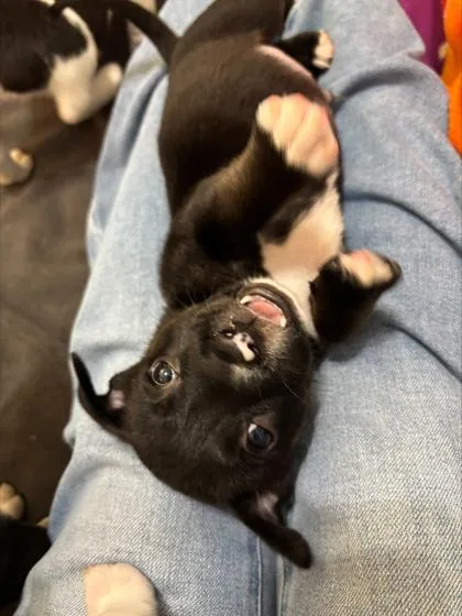A baby small-sized male Mixed Breed dog named Caffeine for adoption in Chamblee, GA