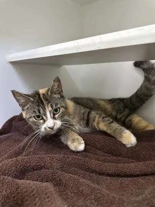 An adult medium-sized female Domestic Short Hair cat named Princess Mushroom for adoption in Traverse City, MI