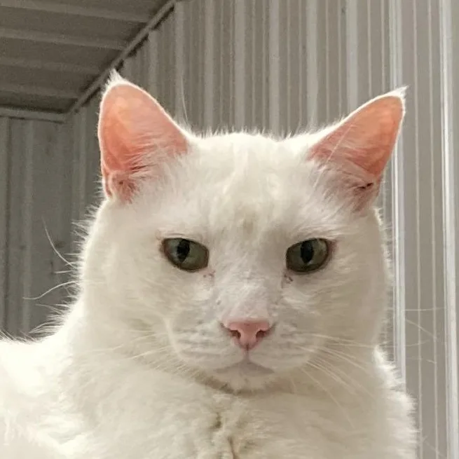 Wilbur