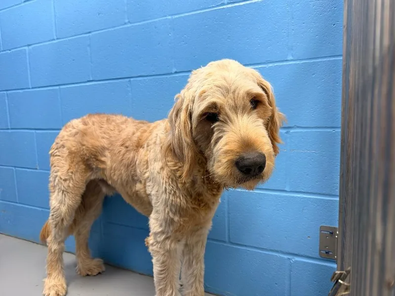 A young medium-sized male Golden Retriever dog named Lamb Chop for adoption in Hartsville, SC
