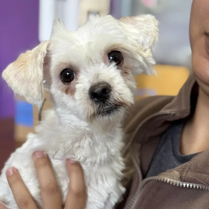 An adult small-sized female White / Cream Maltese dog named Ramona for adoption in Fresno, CA