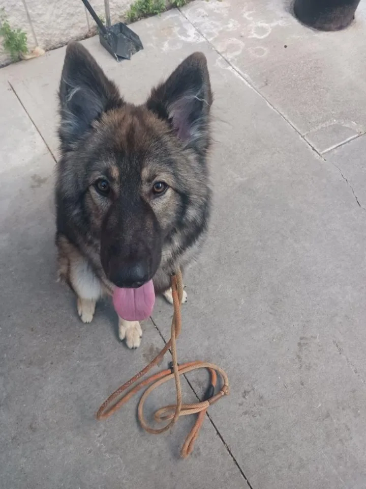 Whiskey Ii thumbnail 2