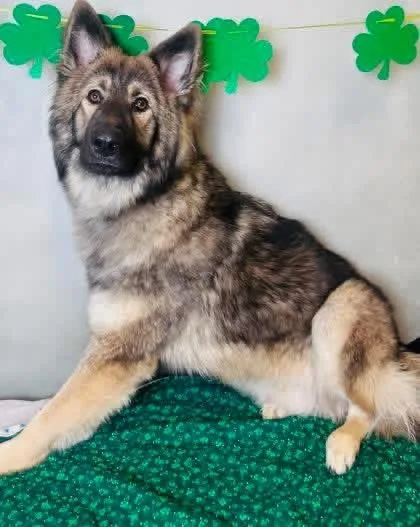 Whiskey Ii thumbnail 3