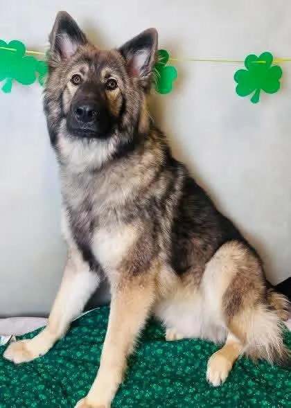 Whiskey Ii thumbnail 4