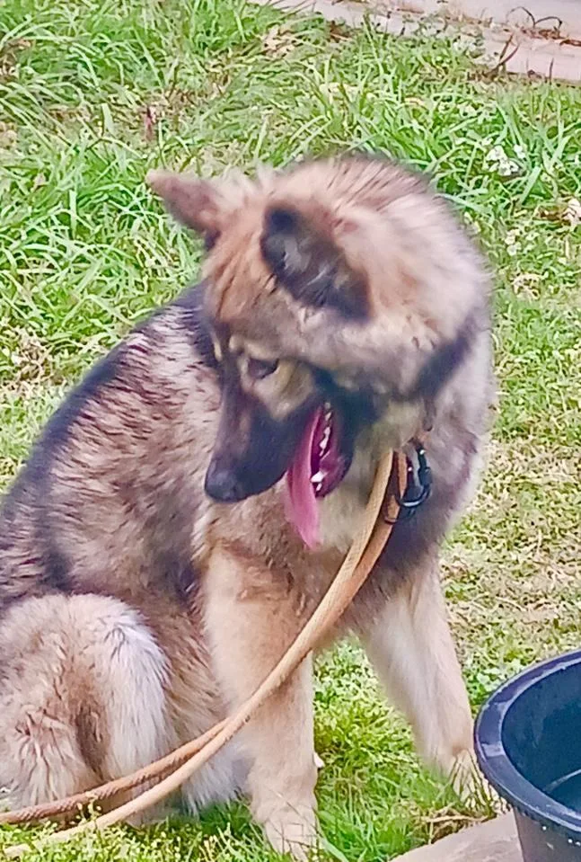 Whiskey Ii thumbnail 5