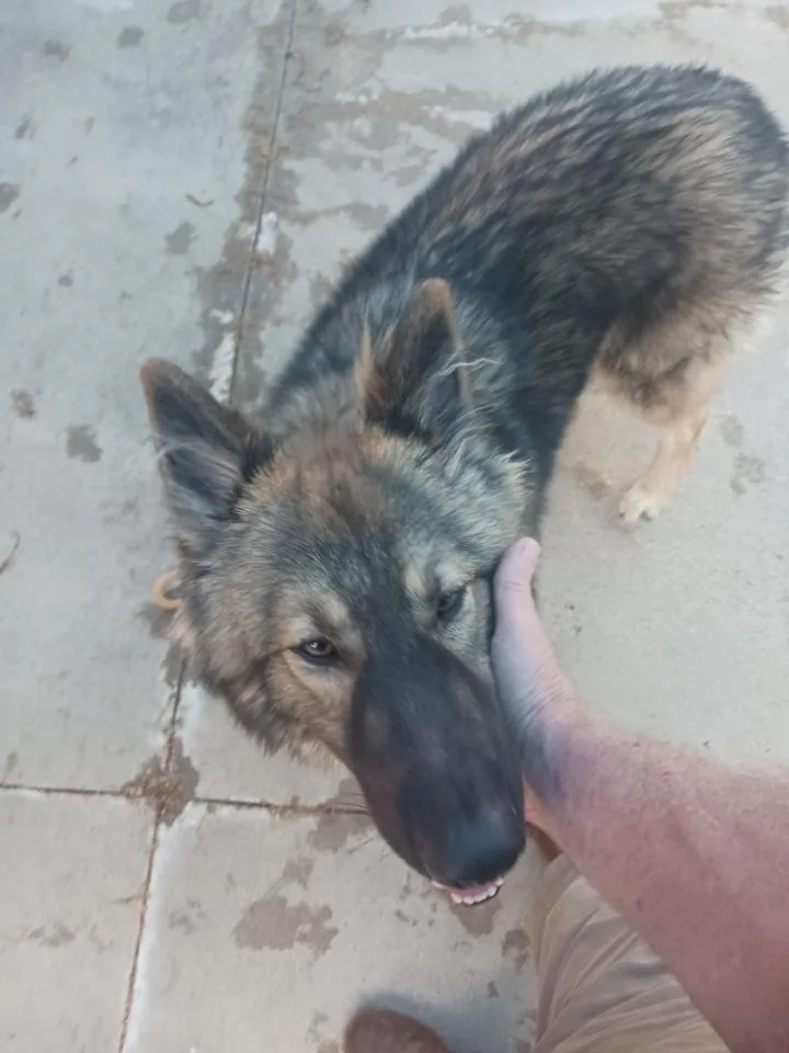 Whiskey Ii thumbnail 6