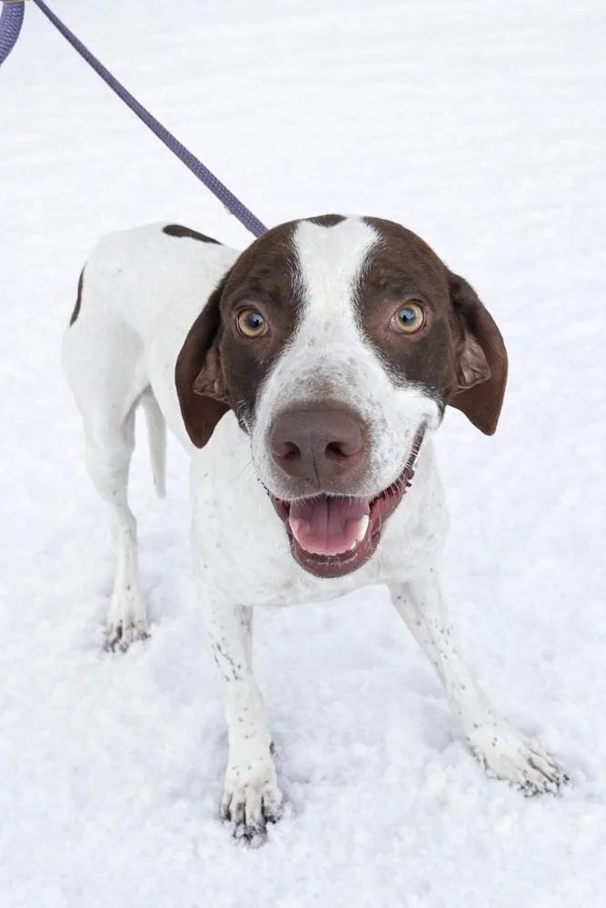 A senior large-sized male English Pointer dog named Falcon for adoption in Dickson, TN