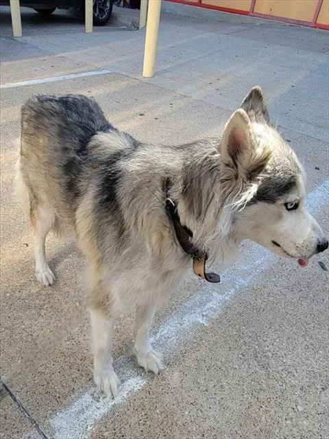 A young medium-sized female Siberian Husky dog named Jeansandteeshirt for adoption in Garland, TX