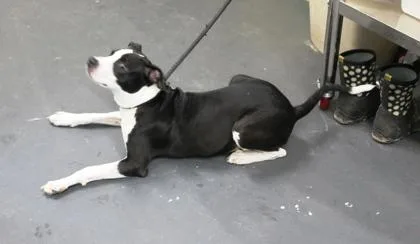 A baby medium-sized male Terrier dog named Richie for adoption in Picayune, MS