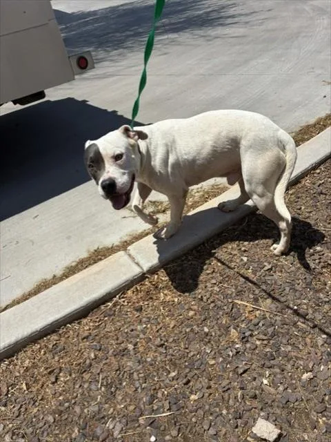 An adult large-sized male Pit Bull Terrier dog named Bentley for adoption in Phoenix, AZ