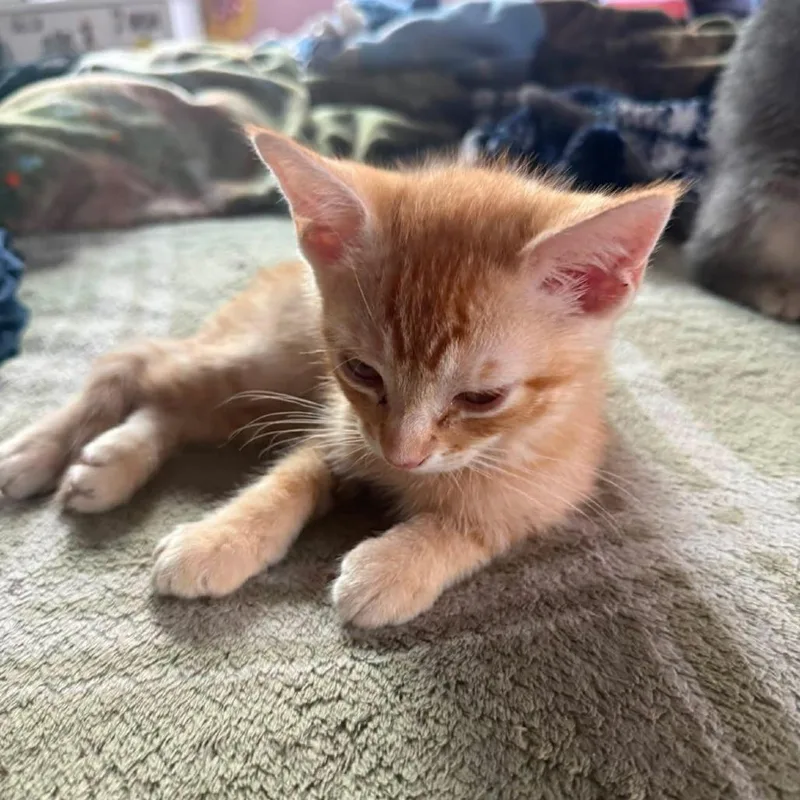 A baby small-sized male Orange / Red Domestic Short Hair cat named Sire M Hollins for adoption in Los Angeles, CA