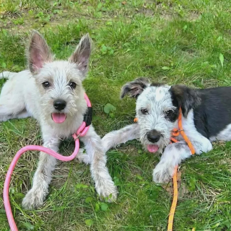 A baby small-sized female White / Cream Terrier dog named Waffle for adoption in Livonia, MI