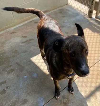An adult medium-sized male Mountain Cur dog named Gypsy for adoption in Bowling Green, KY