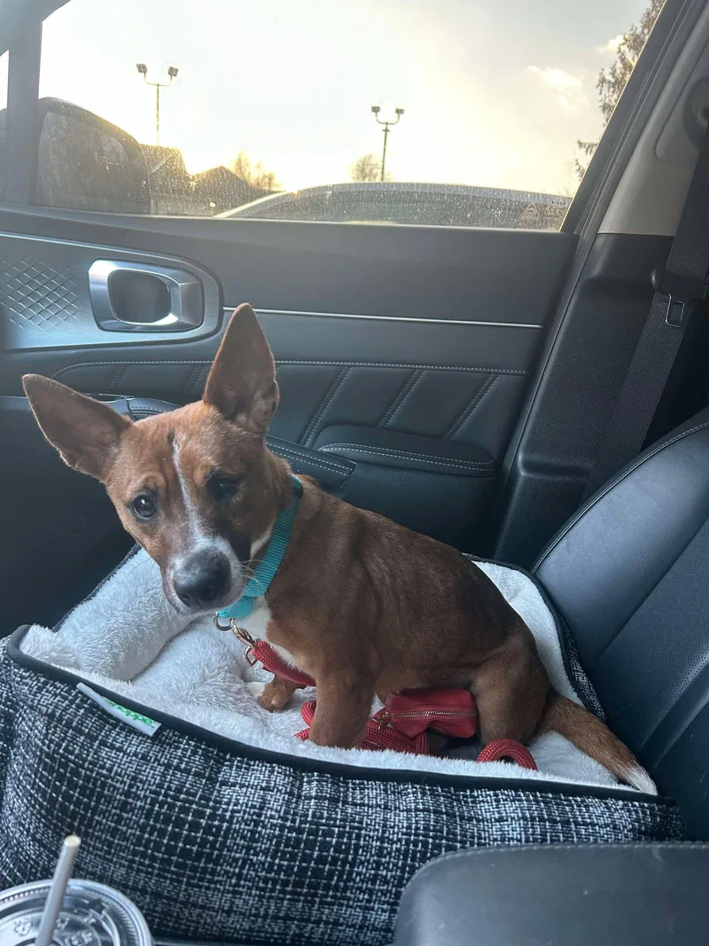 An adult medium-sized female Chihuahua dog named Cresse for adoption in Cape May Court House, NJ