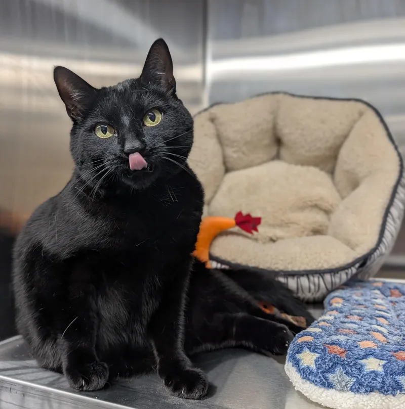 An adult large-sized female Black Domestic Short Hair cat named Sofia for adoption in Plainfield, NJ