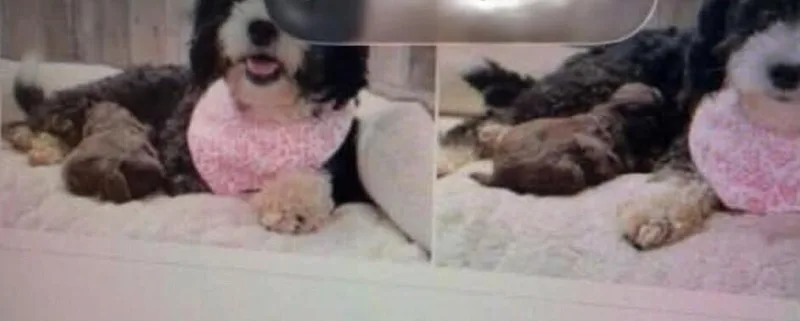 An adult small-sized female Bernese Mountain Dog dog named Shayla for adoption in Washington, DC