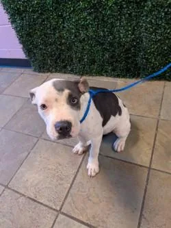 A baby medium-sized female White / Cream Mixed Breed dog named 61686931 for adoption in El Paso, TX