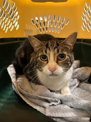 An adult small-sized male Domestic Short Hair cat named Liam for adoption in San Martin, CA