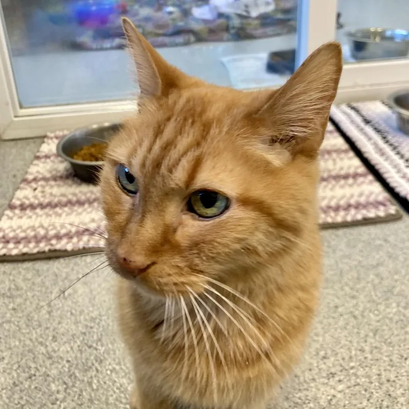 A senior medium-sized female Orange / Red Domestic Short Hair cat named Tiny Tina for adoption in Wheeling, IL