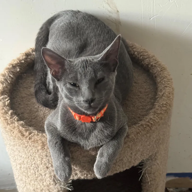 A young medium-sized male Gray / Blue / Silver Domestic Short Hair cat named Stitch for adoption in Minneapolis, MN