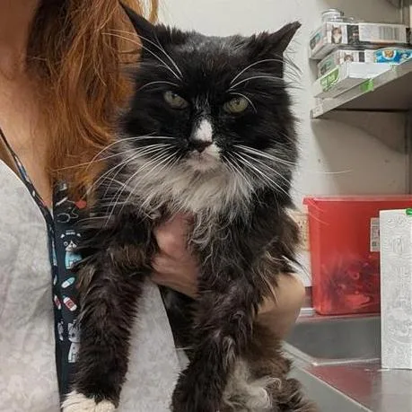 A senior small-sized female Black Domestic Medium Hair cat named Lyla Lamonte for adoption in Austin, TX