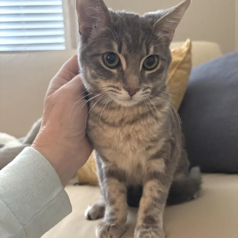 An adult medium-sized female Domestic Short Hair cat named Cha Cha for adoption in Las Vegas, NV