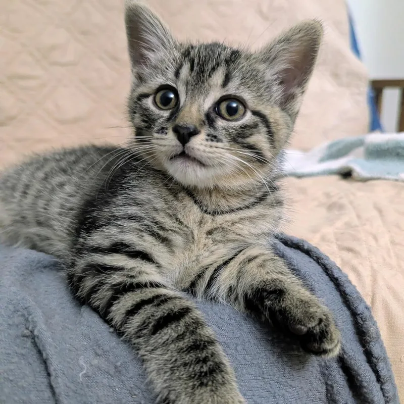 A baby small-sized female Domestic Short Hair cat named Winnie for adoption in Cumming, GA