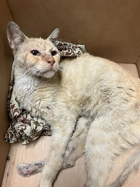 A senior medium-sized male Domestic Short Hair cat named Bonkers for adoption in Long Beach, CA