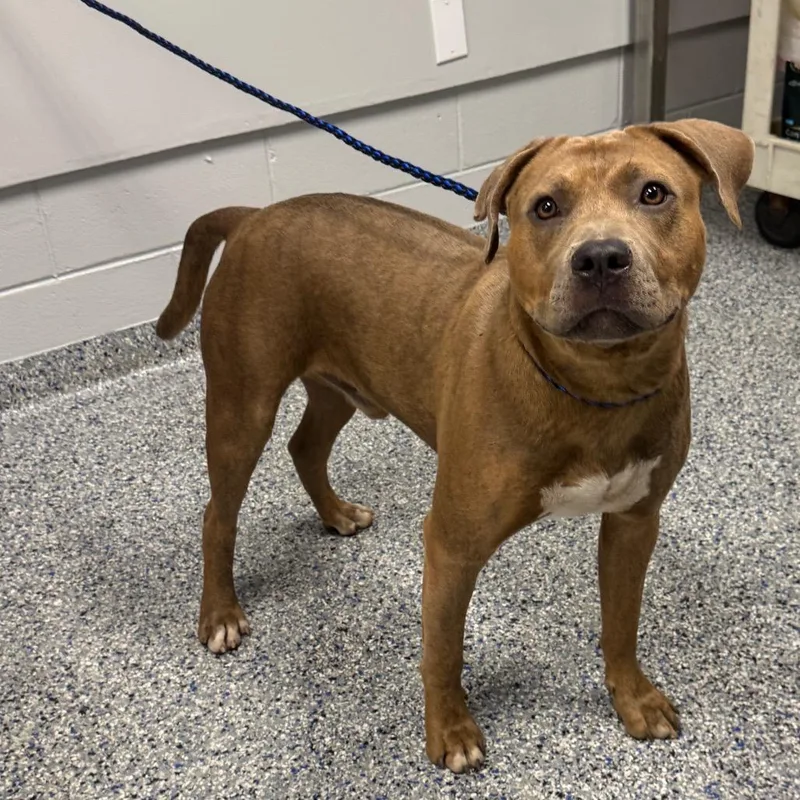 An adult large-sized male Yellow / Tan / Blond / Fawn Mixed Breed dog named Mucno for adoption in Greenville, SC