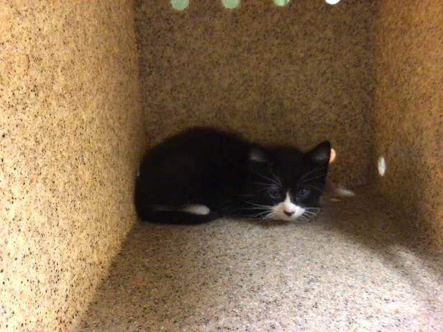 A baby small-sized male Domestic Short Hair cat named Buzz Lightyear for adoption in Riverside, CA