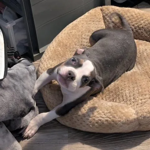 A baby small-sized female Gray / Blue / Silver American Staffordshire Terrier dog named Addie for adoption in Raleigh, NC