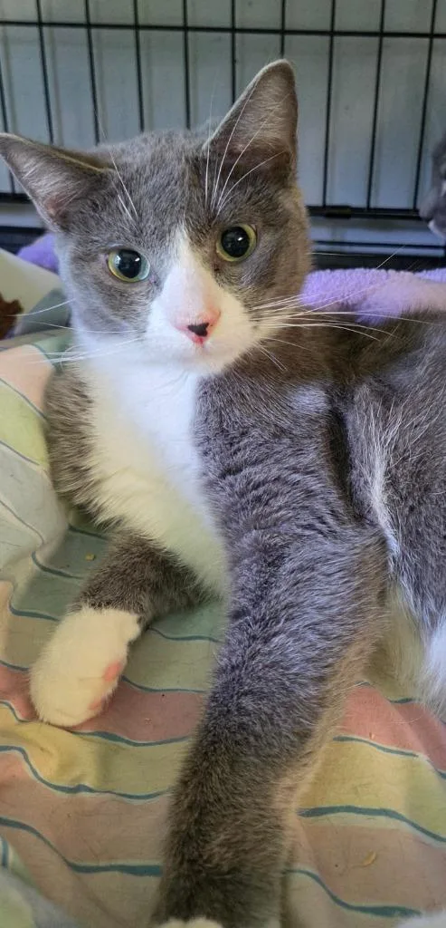 A baby medium-sized male Domestic Short Hair cat named Little Blue for adoption in Windsor, CT