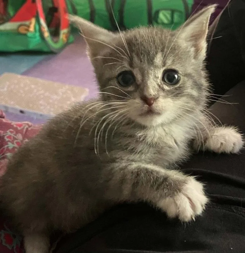 A baby medium-sized female Domestic Short Hair cat named Stormy for adoption in Candler, NC