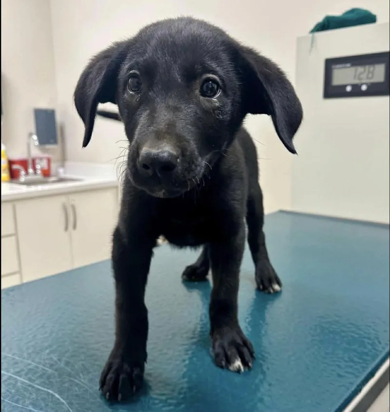 A baby small-sized male Black Mixed Breed dog named Kenobi for adoption in Long Island City, NY