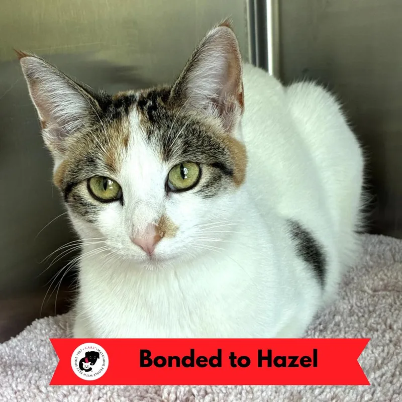 A young medium-sized female Tortoiseshell Domestic Short Hair cat named Willow for adoption in Skokie, IL